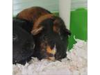 Adopt SPAGHETTI a Guinea Pig
