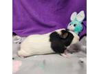 Adopt FETTUCCINE a Guinea Pig