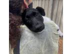 Adopt Classico a Border Collie, Mixed Breed