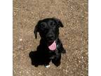 Adopt Simone a Black Labrador Retriever, Shepherd