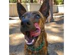 Adopt Keiser a American Staffordshire Terrier, Australian Shepherd