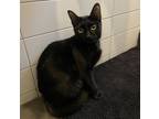 Adopt Ambrose a Domestic Short Hair