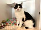 Adopt Aurora a Domestic Short Hair