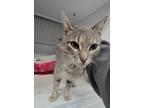 Adopt Daffodil a Domestic Short Hair