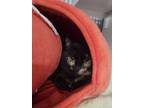 Adopt Rachel a Domestic Short Hair