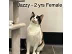 Adopt Jazzy a Domestic Short Hair