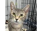 Adopt Rory a Domestic Short Hair