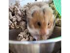 Adopt Runtus a Hamster