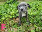 Adopt Queen Pitifa a Pit Bull Terrier