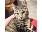 Adopt Curly Chester a Domestic Short Hair
