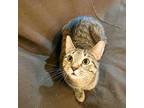 Adopt Curly Chester a Domestic Short Hair