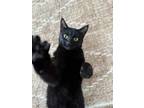 Adopt Hypersthene a Domestic Short Hair