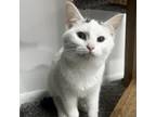 Adopt Pinky a Domestic Short Hair