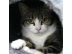 Adopt Sugar a Domestic Short Hair