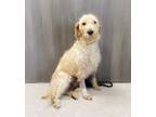Adopt Cheesecake a Poodle