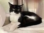 Adopt Jasmine a Domestic Short Hair