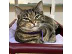 Adopt Burberry a Domestic Short Hair