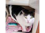 Adopt Phoebe a Domestic Short Hair