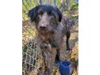 Adopt Raven a Terrier