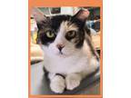 Adopt Juliette a Calico, Domestic Short Hair