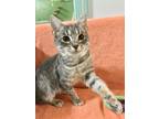 Adopt Skye - KBC a Tabby, Domestic Short Hair