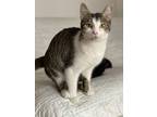 Adopt Janelle a Domestic Short Hair