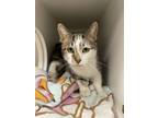 Adopt Abby a Domestic Short Hair