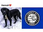 Adopt HANNAH a Labrador Retriever, Mixed Breed