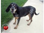 Adopt Wilma Yrly 126 a Bluetick Coonhound