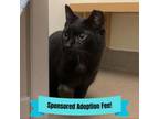 Adopt Jolene a Domestic Short Hair