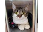 Adopt Wendy a Domestic Short Hair