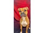 Adopt ROSE a Terrier