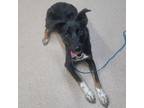 Adopt Chrissy a Australian Shepherd, Mixed Breed