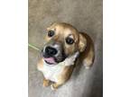 Adopt Dr. Pepper a Mixed Breed