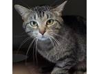 Adopt Echo a American Shorthair