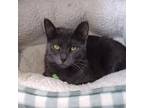 Adopt Algeria a Domestic Medium Hair