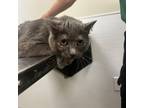 Adopt Pepper a Domestic Short Hair