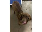 Adopt Lexus a Spaniel, Mixed Breed