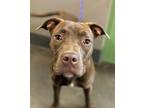 Adopt Brownie a Labrador Retriever, Pit Bull Terrier