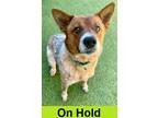 Adopt Ukiah a Australian Cattle Dog / Blue Heeler, Mixed Breed