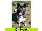 Adopt Regan a Akita, Mixed Breed