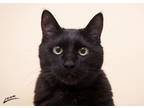 Adopt Lucky Lucy a Domestic Short Hair