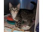 Adopt Goblin a Domestic Short Hair