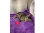 Adopt Purrogie a Domestic Short Hair