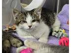 Adopt Purrson a Domestic Short Hair