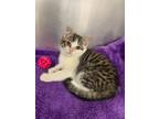 Adopt Purrudence a Domestic Short Hair