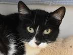 Adopt Claudia a Domestic Short Hair