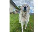 Adopt Delia a Great Pyrenees