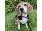 Adopt Kayla a Beagle