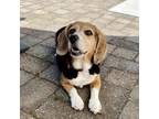 Adopt Kayla a Beagle